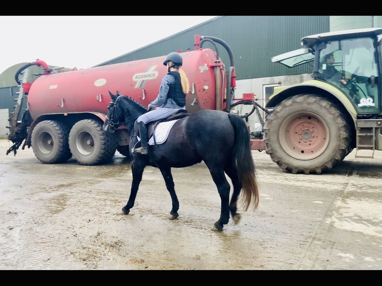 Connemara Jument 4 Ans 145 cm Gris in Mountrath