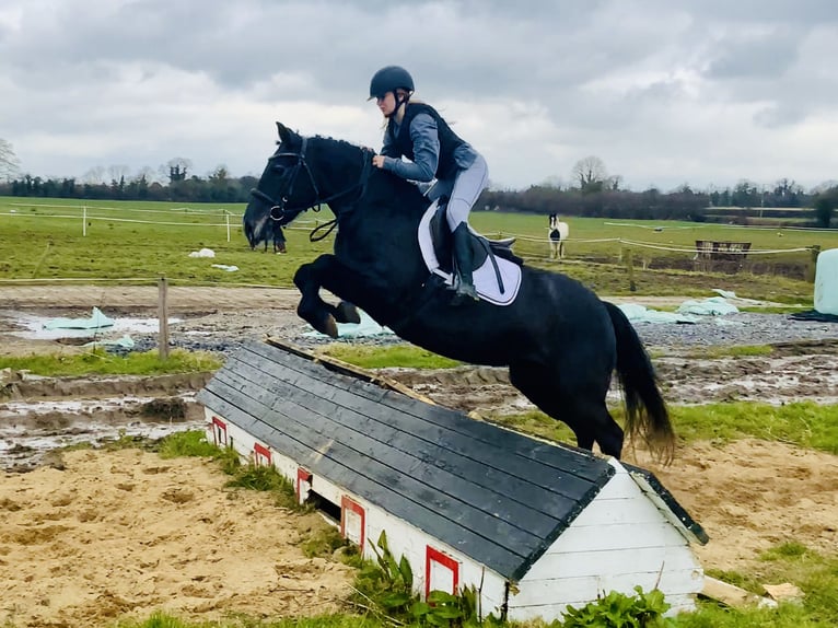 Connemara Jument 4 Ans 145 cm Gris in Mountrath