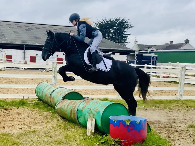 Connemara Jument 4 Ans 145 cm Gris in Mountrath