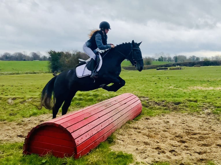 Connemara Jument 4 Ans 145 cm Gris in Mountrath