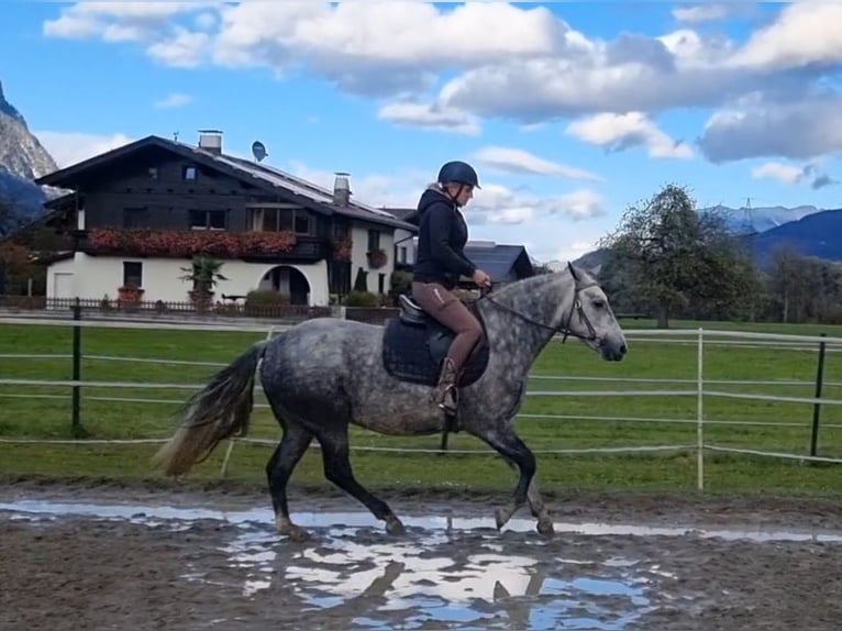 Connemara Jument 4 Ans 145 cm Gris in Kirchbichl