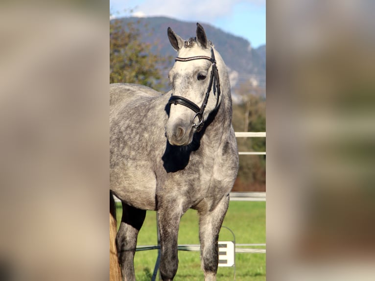 Connemara Jument 4 Ans 145 cm Gris in Kirchbichl