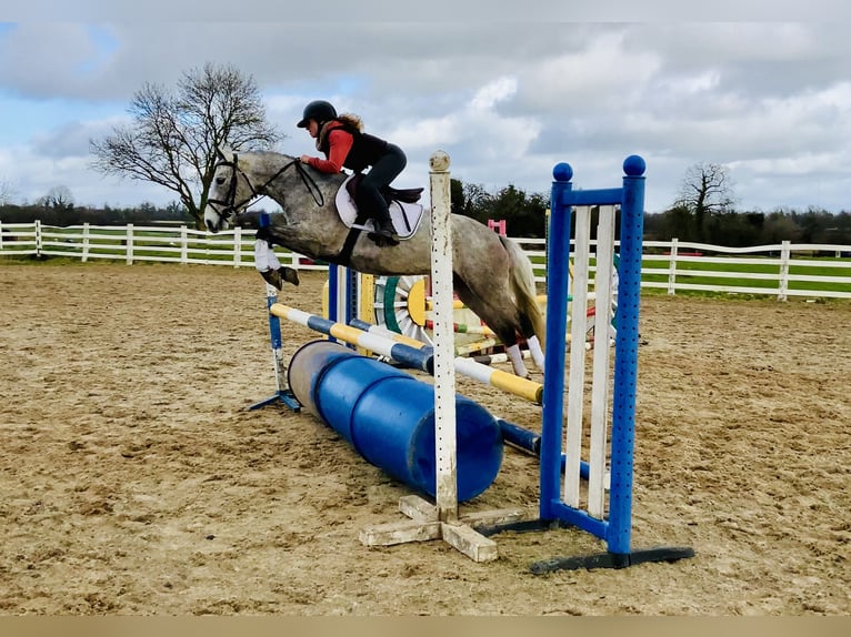 Connemara Jument 4 Ans 145 cm Gris in Mountrath