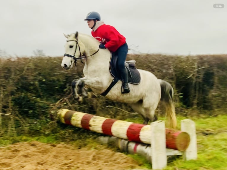 Connemara Jument 4 Ans 145 cm Gris in Mountrath