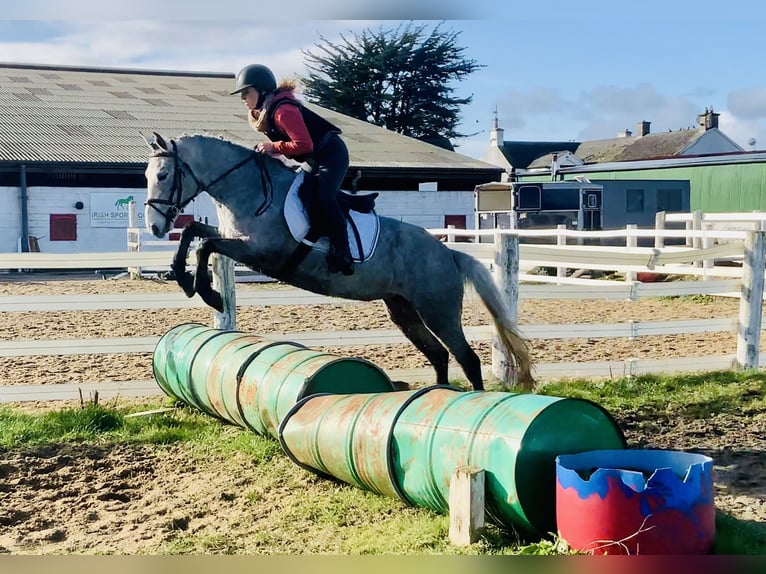 Connemara Jument 4 Ans 145 cm Gris in Mountrath