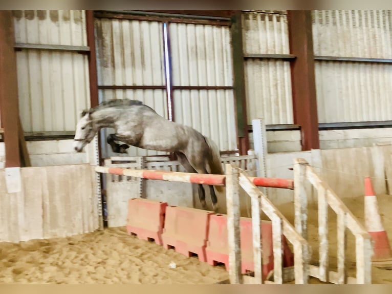 Connemara Jument 4 Ans 145 cm Gris in Mountrath