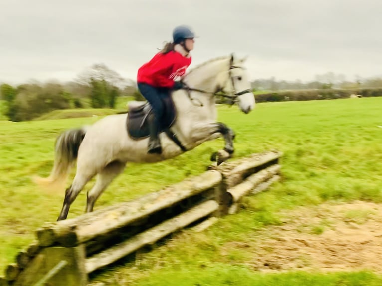 Connemara Jument 4 Ans 145 cm Gris in Mountrath