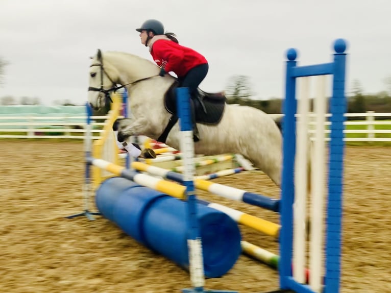 Connemara Jument 4 Ans 145 cm Gris in Mountrath