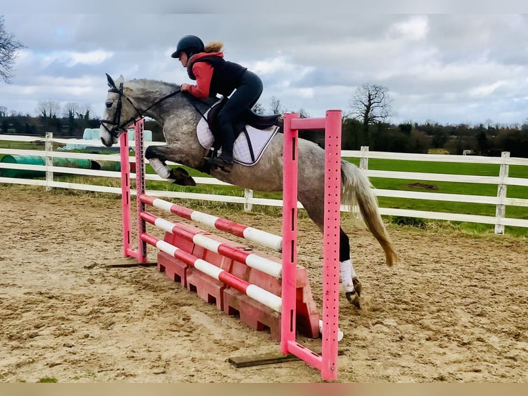 Connemara Jument 4 Ans 145 cm Gris in Mountrath