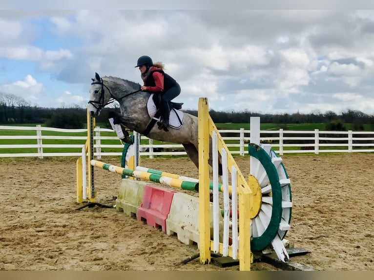 Connemara Jument 4 Ans 145 cm Gris in Mountrath