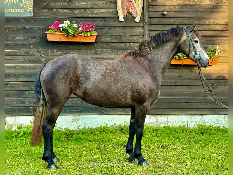 Connemara Jument 4 Ans 145 cm Gris in Szymanowo