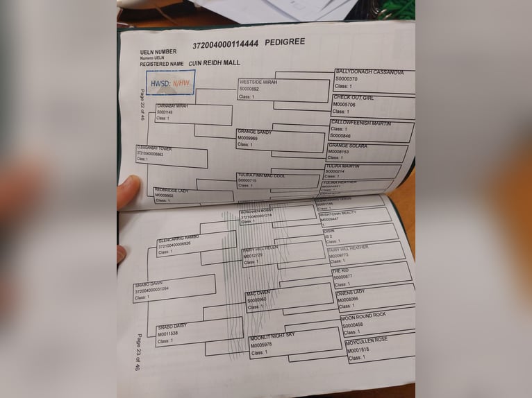 Connemara Jument 4 Ans 145 cm Gris in Kirchbichl