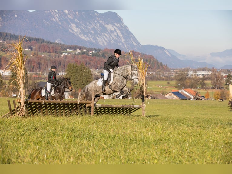 Connemara Jument 4 Ans 145 cm Gris in Kirchbichl