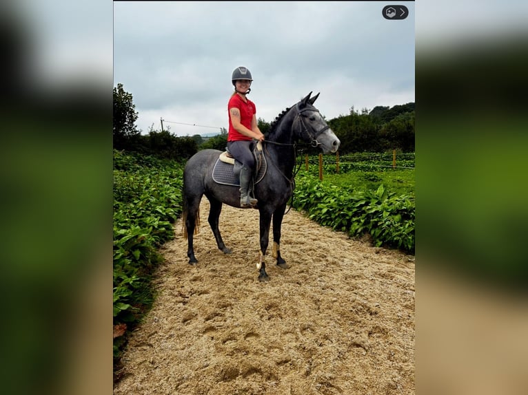 Connemara Jument 4 Ans 145 cm Gris noir in Sligo