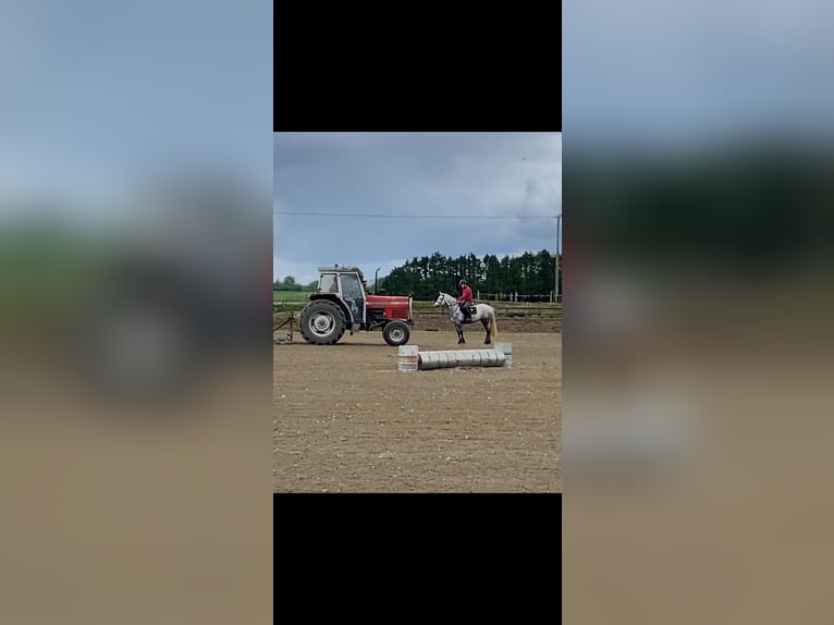 Connemara Jument 4 Ans 146 cm Gris in Westmeath