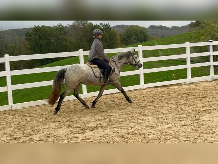 Connemara Jument 4 Ans 146 cm Gris in Morsbach