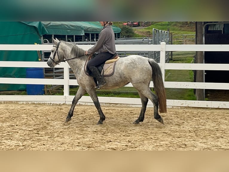 Connemara Jument 4 Ans 146 cm Gris in Morsbach
