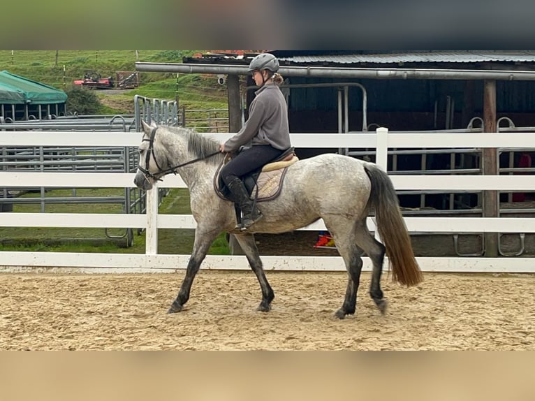 Connemara Jument 4 Ans 146 cm Gris in Morsbach