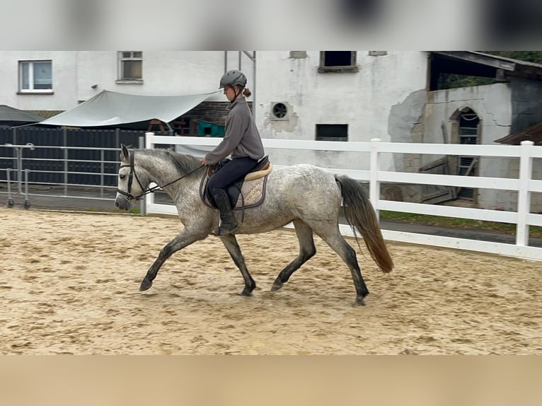 Connemara Jument 4 Ans 146 cm Gris in Morsbach