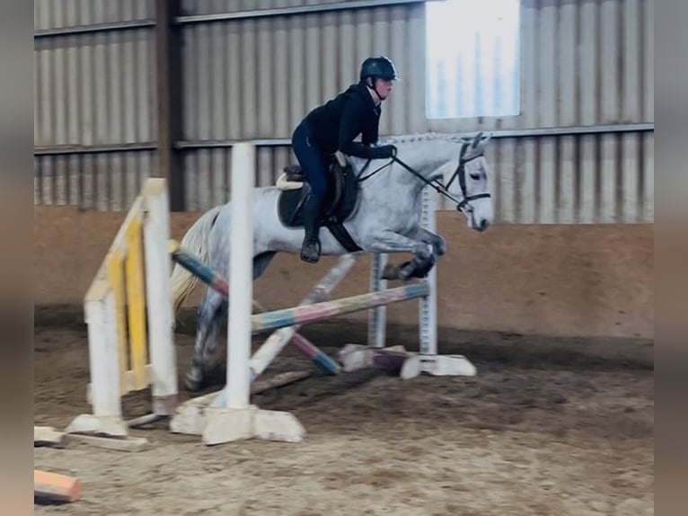 Connemara Jument 4 Ans 146 cm Gris in Sligo