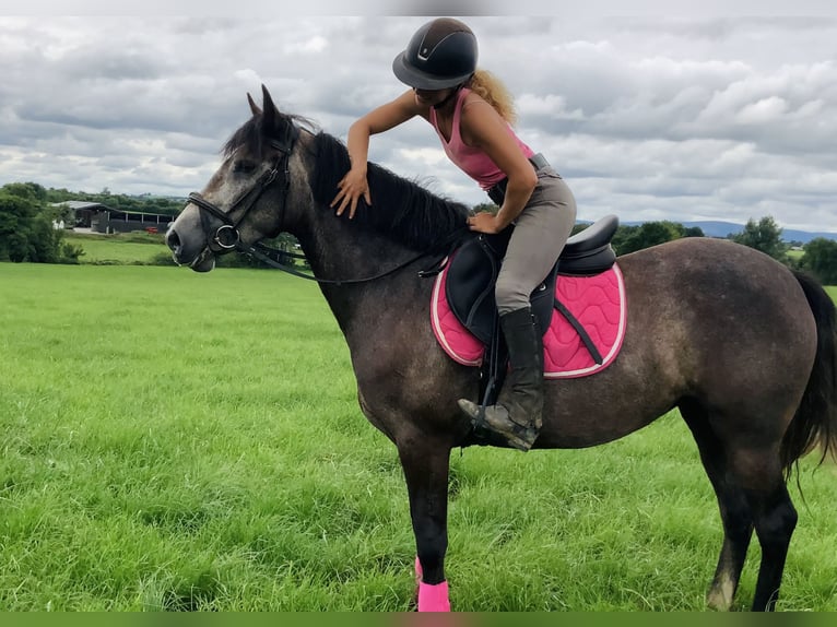 Connemara Jument 4 Ans 146 cm Gris in Mountrath