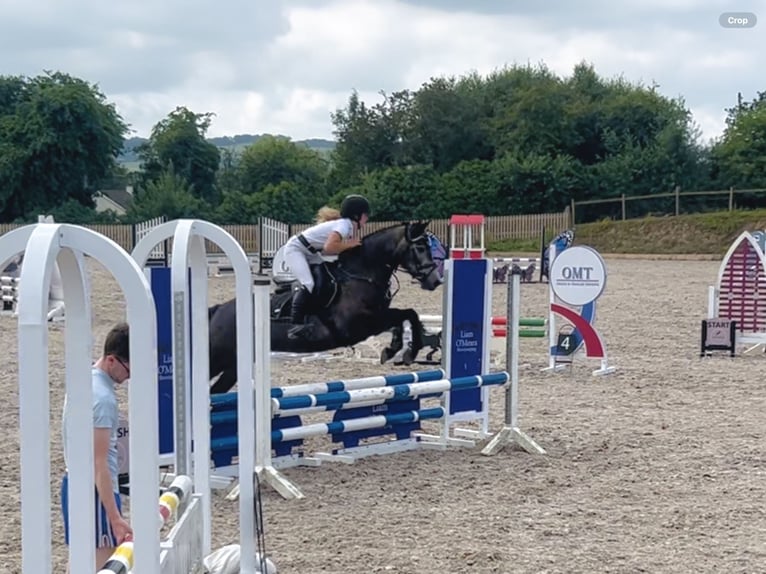 Connemara Jument 4 Ans 146 cm Gris in Mountrath