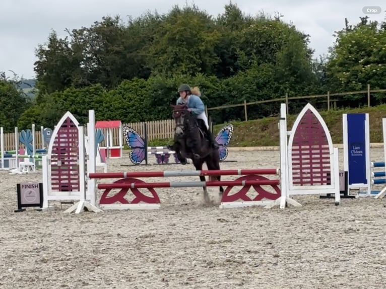 Connemara Jument 4 Ans 146 cm Gris in Mountrath