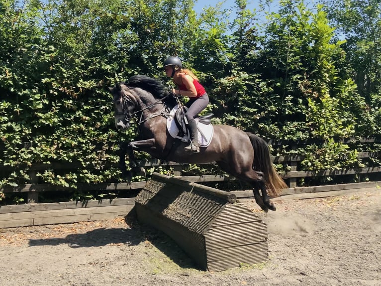 Connemara Jument 4 Ans 146 cm Gris in Mountrath