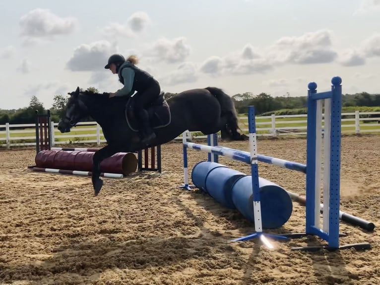 Connemara Jument 4 Ans 146 cm Gris in Mountrath