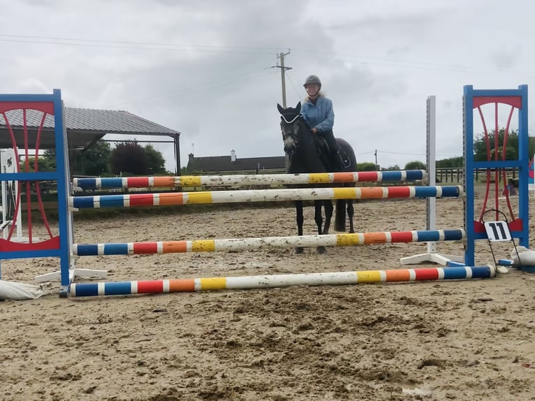 Connemara Jument 4 Ans 146 cm Gris in Mountrath