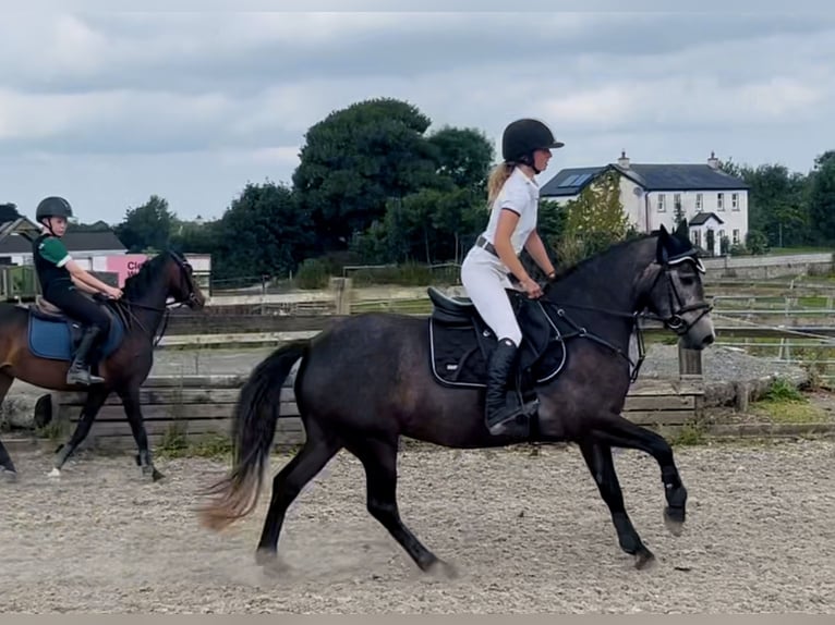 Connemara Jument 4 Ans 146 cm Gris in Mountrath