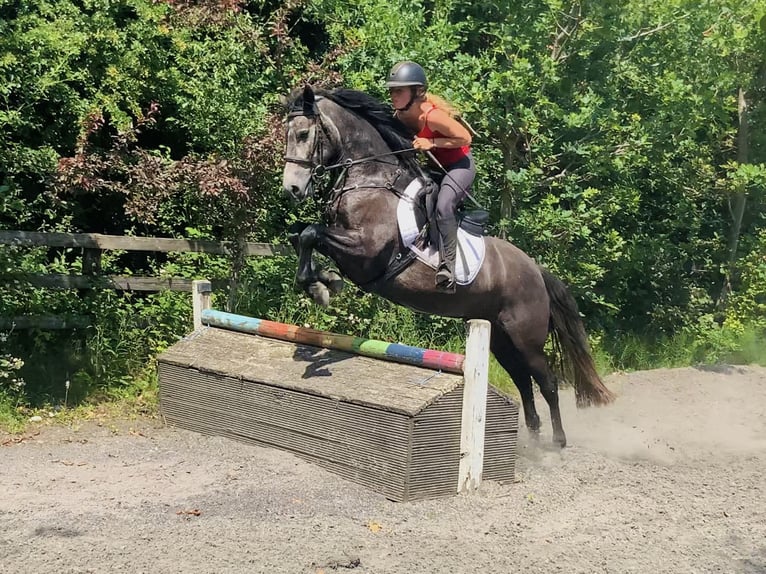 Connemara Jument 4 Ans 146 cm Gris in Mountrath