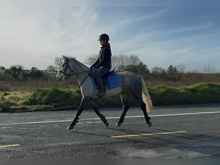 Connemara Jument 4 Ans 146 cm Gris in Sligo