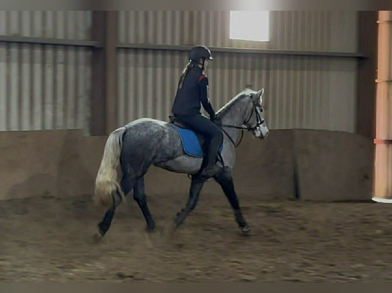Connemara Jument 4 Ans 146 cm Gris in Sligo