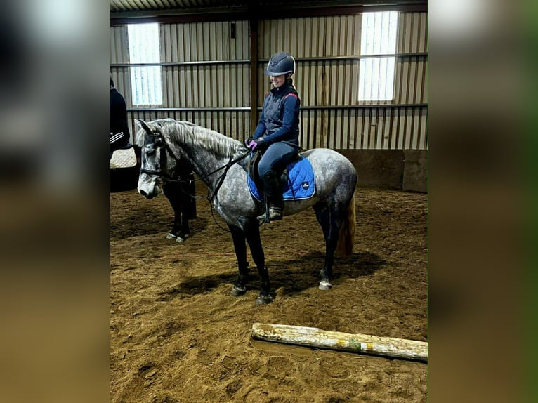 Connemara Jument 4 Ans 146 cm Gris in Sligo