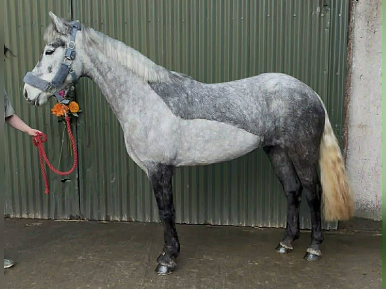 Connemara Jument 4 Ans 146 cm Gris in Sligo