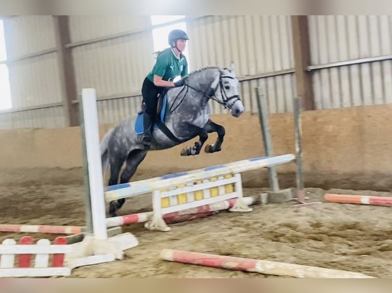 Connemara Jument 4 Ans 146 cm Gris pommelé in Sligo