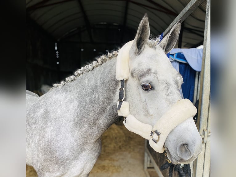 Connemara Jument 4 Ans 146 cm Gris pommelé in Sligo