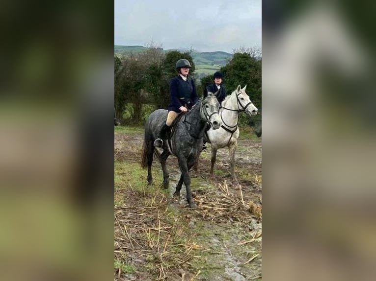 Connemara Jument 4 Ans 146 cm Gris pommelé in Sligo