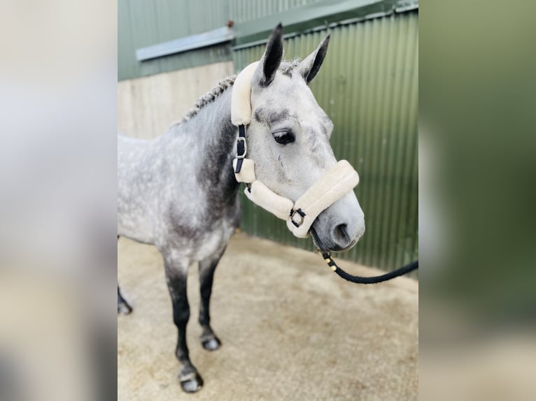 Connemara Jument 4 Ans 146 cm Gris pommelé in Sligo