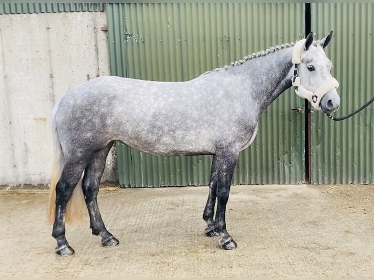 Connemara Jument 4 Ans 146 cm Gris pommelé in Sligo