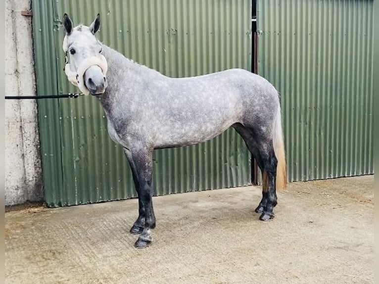 Connemara Jument 4 Ans 146 cm Gris pommelé in Sligo