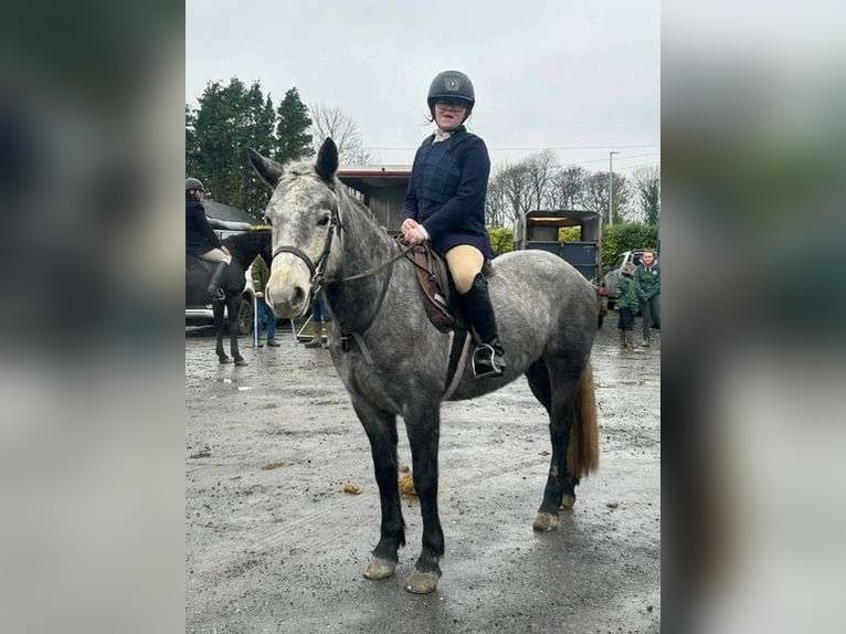 Connemara Jument 4 Ans 146 cm Gris pommelé in Sligo