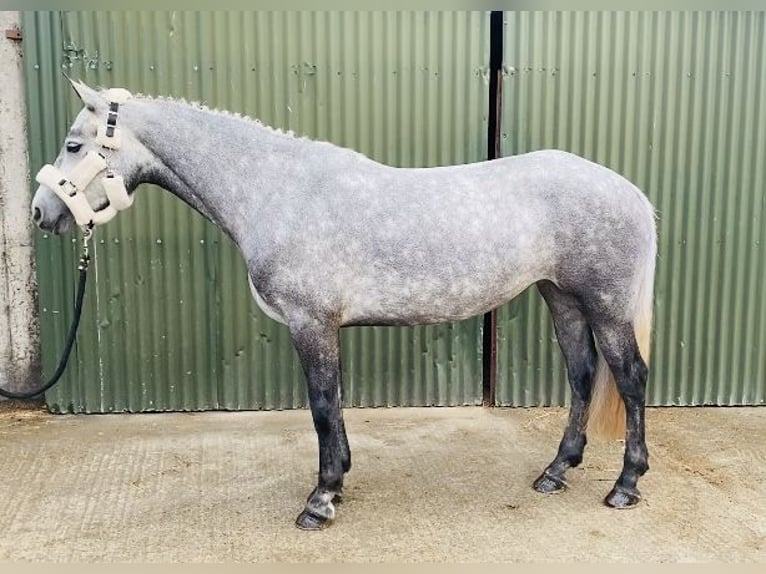 Connemara Jument 4 Ans 146 cm Gris pommelé in Sligo