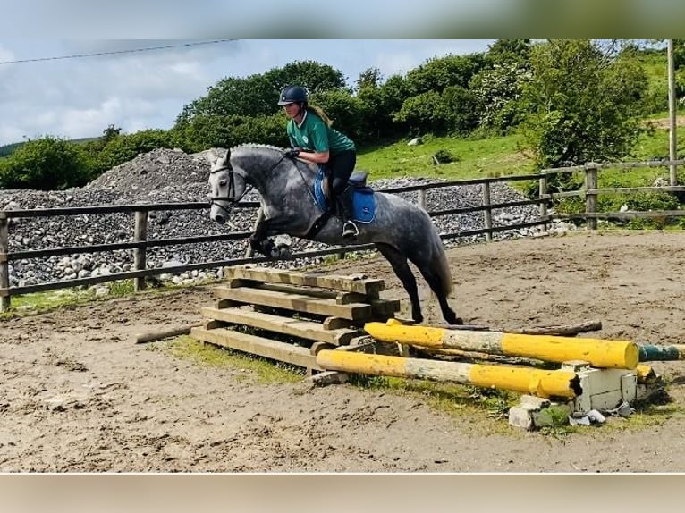 Connemara Jument 4 Ans 146 cm Gris pommelé in Sligo