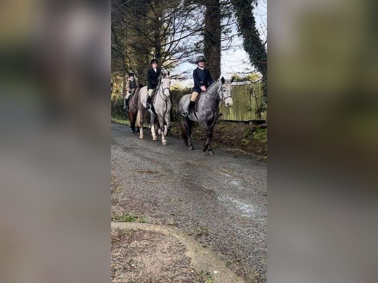 Connemara Jument 4 Ans 146 cm Gris pommelé in Sligo
