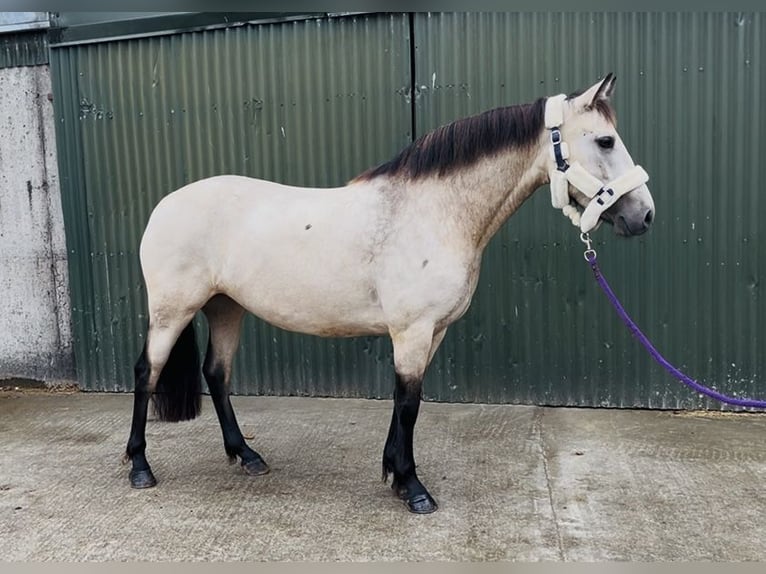 Connemara Jument 4 Ans 146 cm Isabelle in Sligo