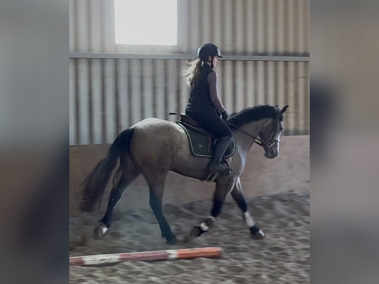 Connemara Jument 4 Ans 146 cm Isabelle in Sligo