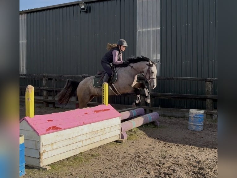 Connemara Jument 4 Ans 146 cm Isabelle in Sligo