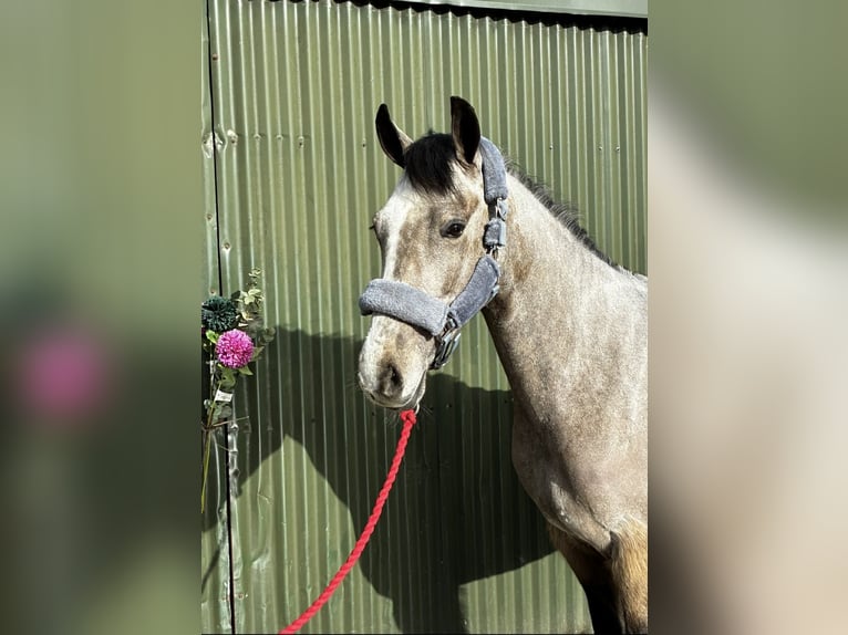 Connemara Jument 4 Ans 146 cm Isabelle in Sligo